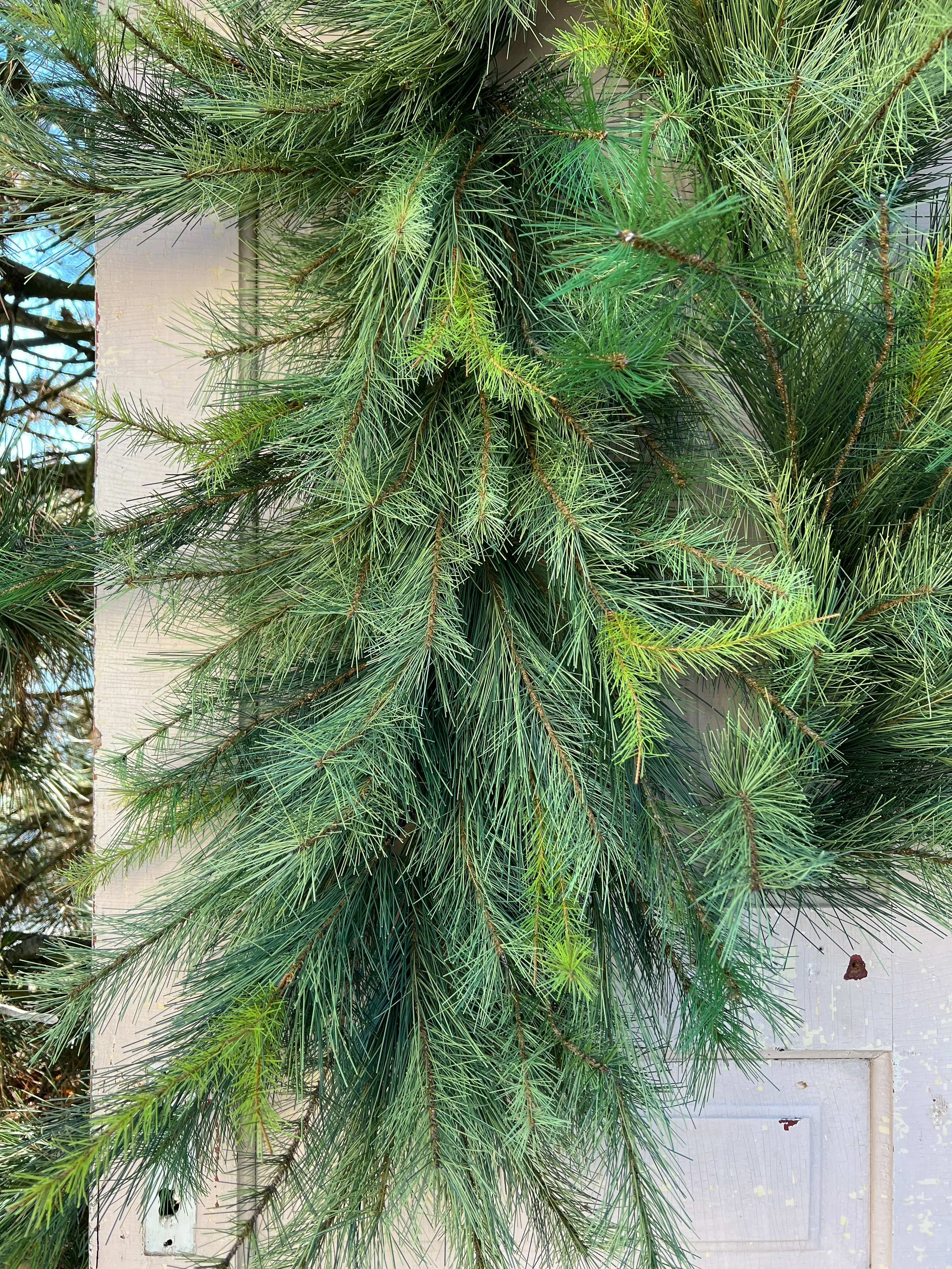 Deluxe Appalachian Pine Garland