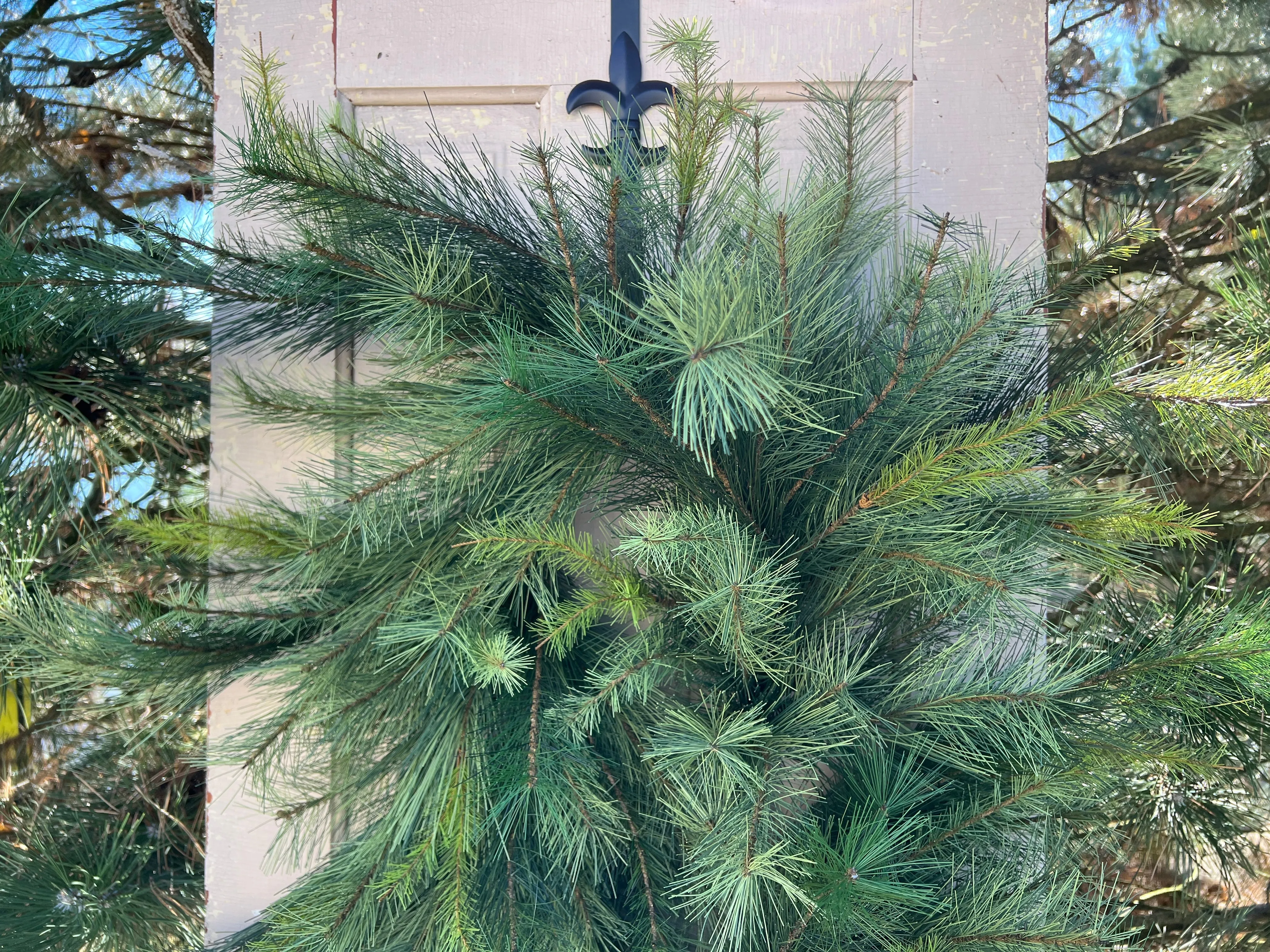 Deluxe Appalachian Pine Garland