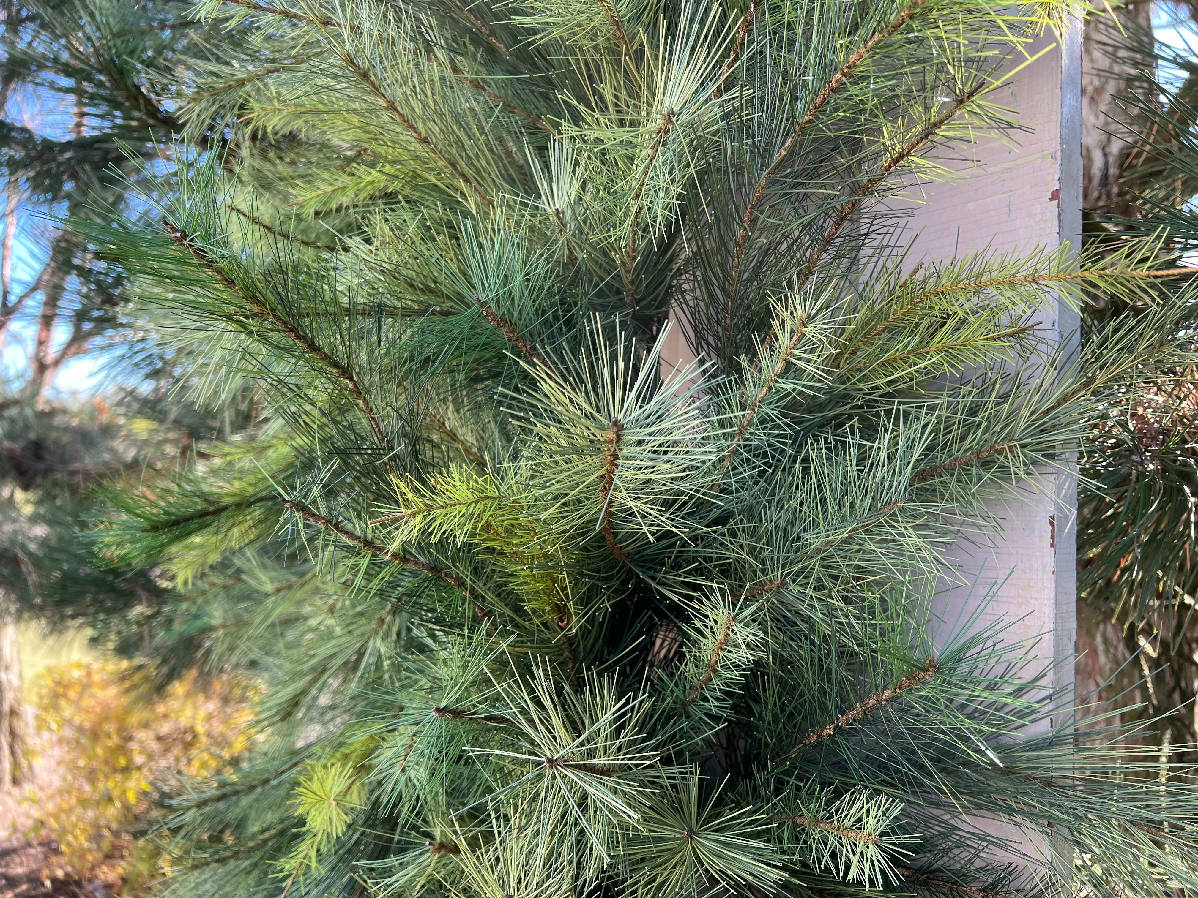 Deluxe Appalachian Pine Garland