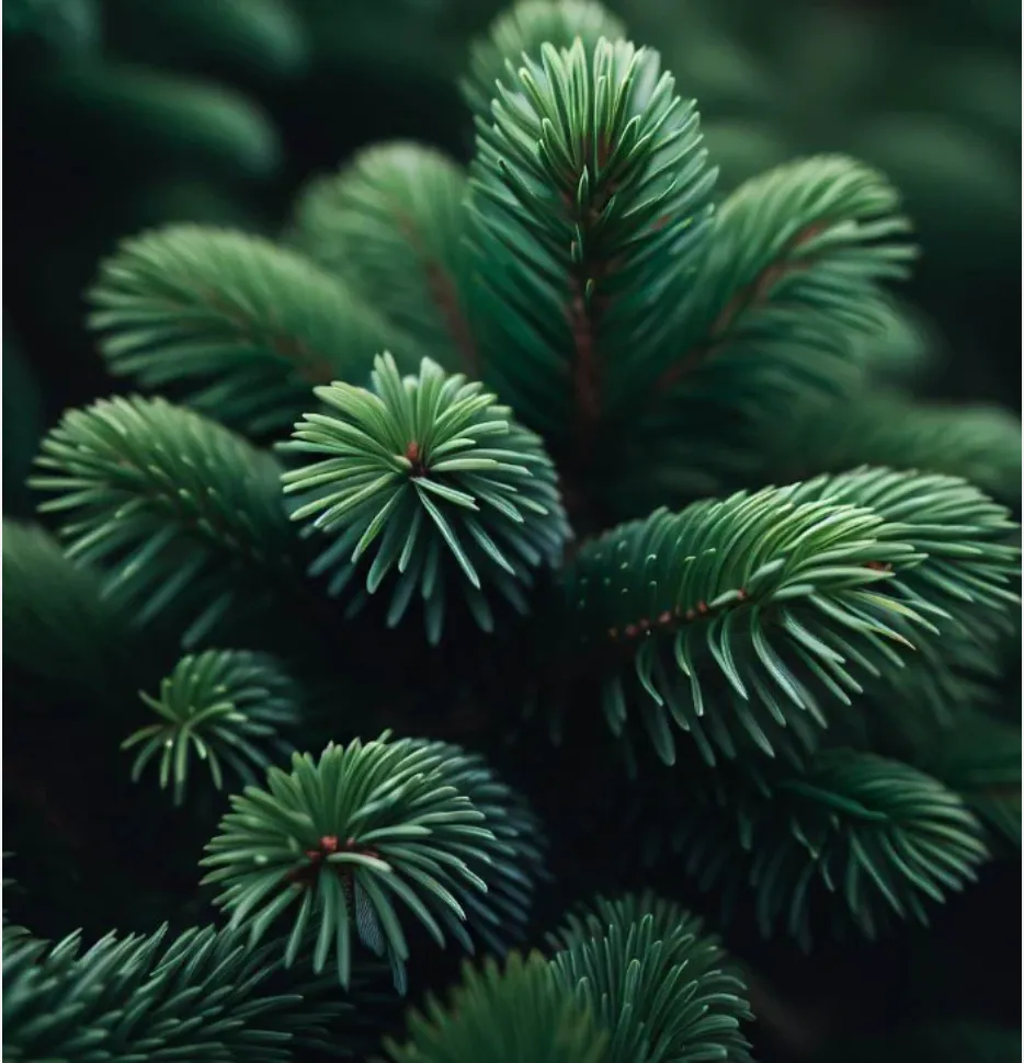 Single Essence of Siberian Fir