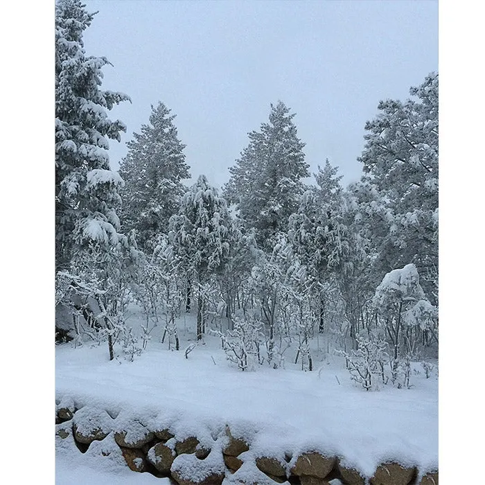 Winter Forest Printed Backdrop